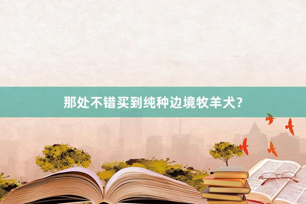 那处不错买到纯种边境牧羊犬?